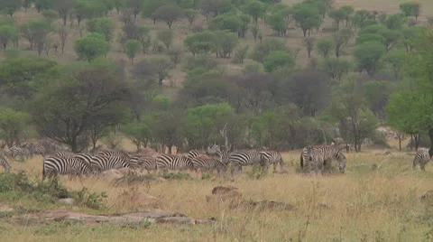 Plain zebra Stock Footage 10756371