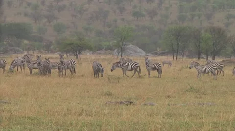 Plain zebra Stock Footage 10756375