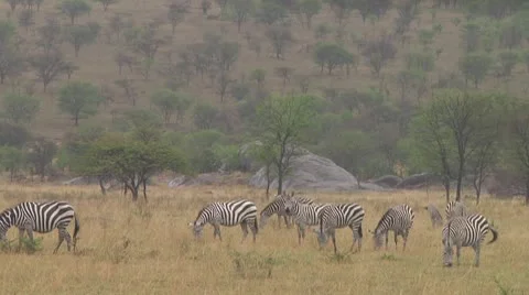 Plain zebra Stock Footage 10756387