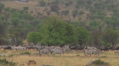 Plain zebra Stock Footage 10756403