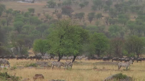 Plain zebra Stock Footage 10756414