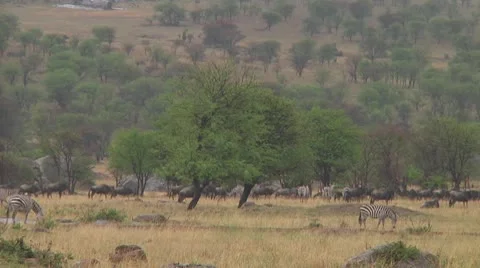 Plain zebra Stock Footage 10756422