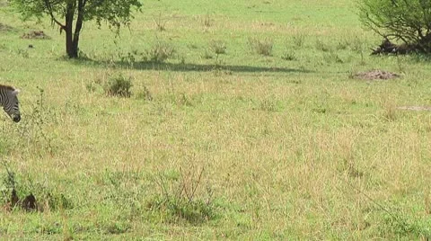 Plain zebra Stock Footage 10756437