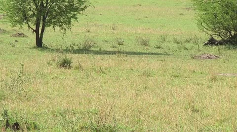 Plain zebra Stock Footage 10756451