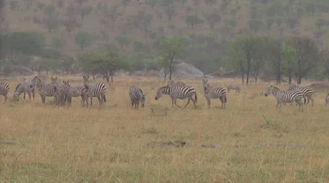 Plain zebra Stock Footage 10759286