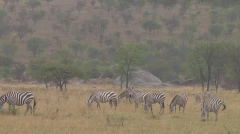 Plain zebra Stock Footage 10759303