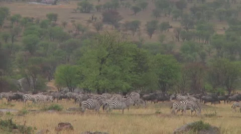 Plain zebra Stock Footage 10759319