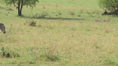 Plain zebra Stock Footage 10759372