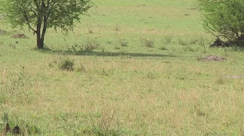 Plain zebra Stock Footage 10759397