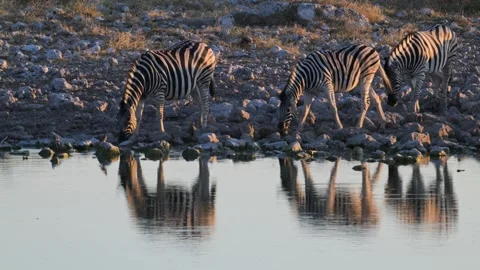 Plain zebras at waterhole,  zebras drinking from a puddle,  Equus quagga, sunset Stock Footage 327540341