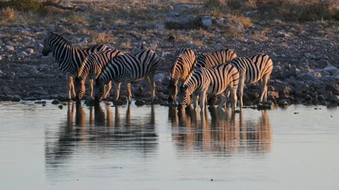 Plain zebras at waterhole,  zebras drinking from a puddle, Equus quagga, sunset, Stock Footage 327540348