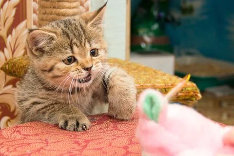 Plaing kitten Stock Photos