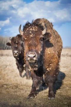 Plains Bison (Bison bison bison), on prairie grass, Manitoba, Canada Foto stock