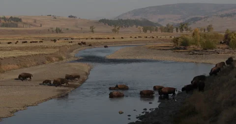 Plains Bison or Buffalo Herd Wading Crossing River in Yellowstone Valley in Fall Vidéo 152992304
