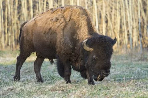 Plains Bison shedding winter fur in Spring, Elk Island National Park, Alberta, Stock Photos