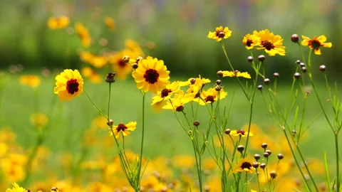 Plains Coreopsis blowing in the wind Stock Footage 276972278
