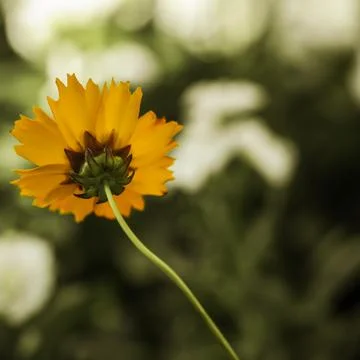 Plains Coreopsis . Single bloom Stock-Fotos