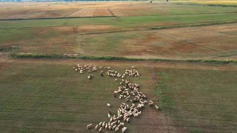 Plains - earth - meadows - flocks 動画素材 259132580