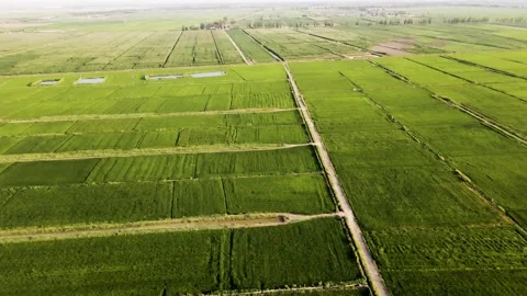 Plains - Fields - Green Rice Fields Stock Footage 258090078