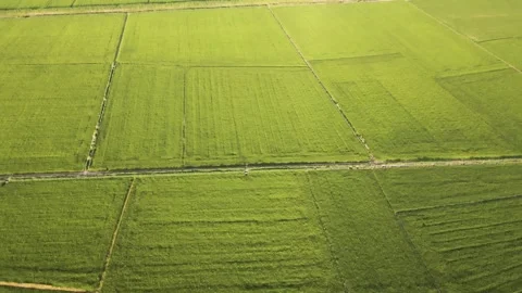 Plains - Fields - Rice Fields - Agriculture Vídeo Stock 258091229