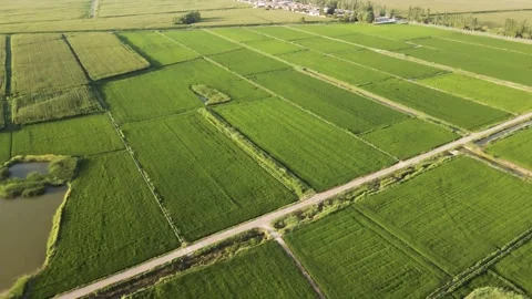 Plains - Green Fields - Rice Fields Vídeo Stock 258091044