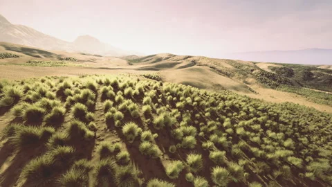 Plains with greenery. Vast elevated area filled with thick bushes Stock Footage 341833010