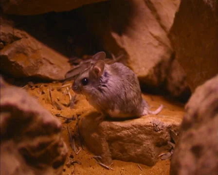 Plains Rat (Pseudomys australis) self grooming Stock Footage 32277894