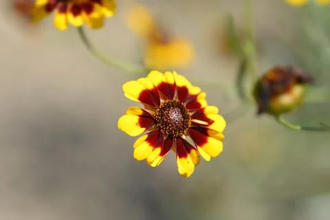 Plains tickseed Stock Photos