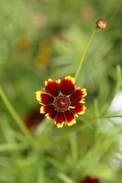 Plains tickseed Stock Photos