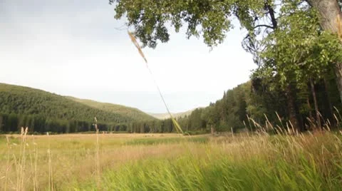 Plains tree forest mountains nature Stock Footage 8994515
