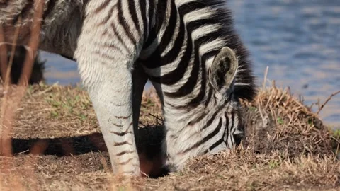 Plains Zebra bending down to drink water, beautiful blue reflection, slow Stock Footage 292774120