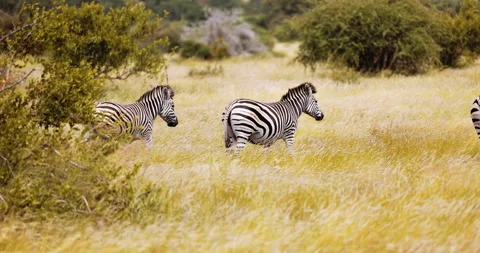 Plains Zebra, Burchell's, moving through African savannah, wet season migration Видео 179912391