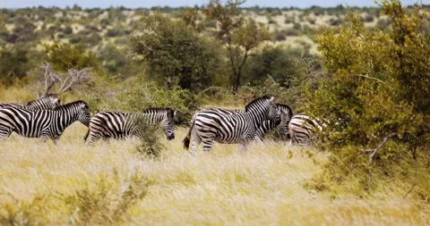 Plains Zebra, Burchell's, moving through African savannah, wet season migration Stock Footage 182271737