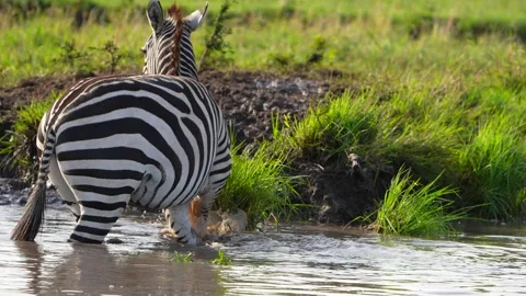 Plains Zebra Crossing a Shallow River in Maasai Mara National Reserve Kenya Stock Footage 340550060