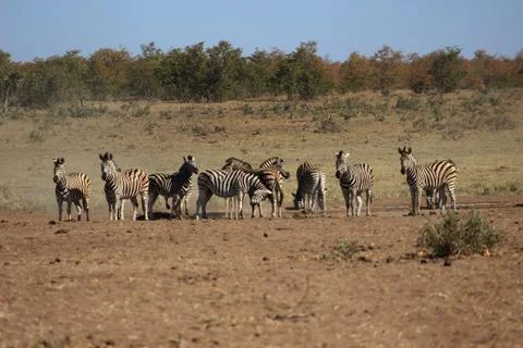 Plains zebra at drinking hole Foto stock