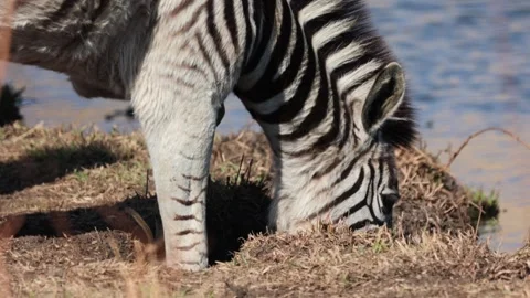 Plains Zebra drinking water at the edge of riverbank with beautiful blue Stock Footage 292774156