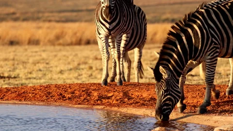 Plains zebra drinking at waterhole at sunset in dry African landscape, Stock Footage 289842843