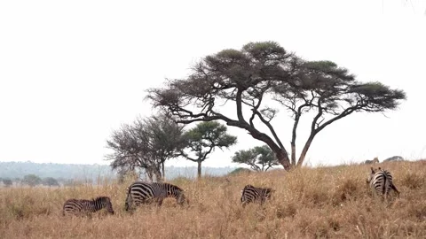 Plains zebra (Equus quagga) Stock Footage 315214490