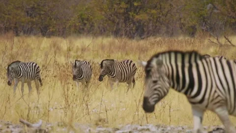 Plains Zebra - Equus quagga formerly Equus burchellii, also common zebra Stock Footage 321104199