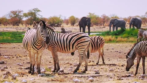 Plains Zebra - Equus quagga formerly Equus burchellii, also common zebra, most c Stock Footage 321104854