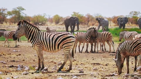 Plains Zebra - Equus quagga formerly Equus burchellii, also common zebra, most c Stock Footage 321104881