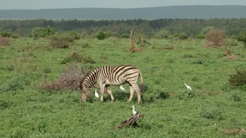 A Plains zebra feeding on the grassland while some egrets walking along, Kruger Stock Footage 338999794