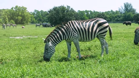 Plains Zebra Foraging on Lush Green Grass at Open Range Wildlife Safari Park in Stock Footage 345624356
