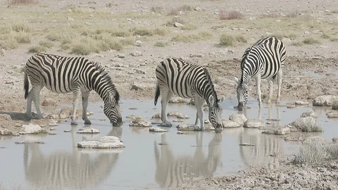 Plains zebra G8398 Stock Footage 98314084