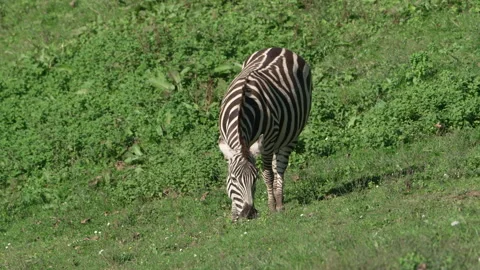 Plains Zebra Grazing on Grass – Close-Up Wildlife Footage Stock Footage 311052656