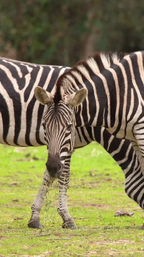 Plains Zebra Grazing in a Grassy Open Enclosure Stock Footage 346356650