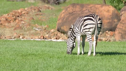 Plains Zebra Grazing on Green Grass in Sunny Safari Enclosure Stock Footage 334829109