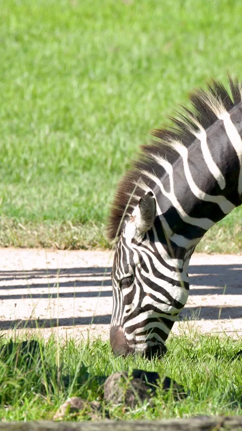 Plains Zebra Grazing on Green Grass in Bright Sunlight Stock Footage 334833715