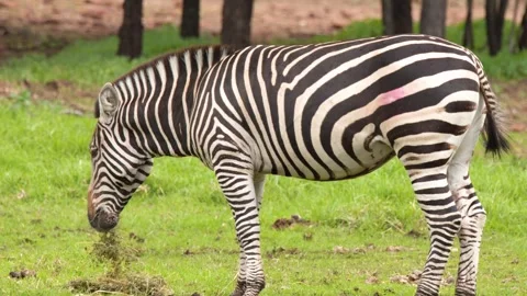 Plains Zebra Grazing on Green Grass in Open Woodland Field Stock Footage 346276426