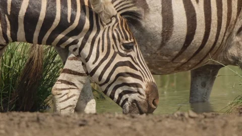 Plains zebra head in slow motion at watering hole with ripples reflected on Stock Footage 345830737